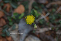 Blumea oxyodonta